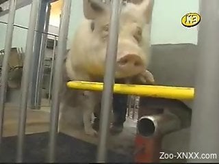 Specialist does several tests on docile pig and his penis