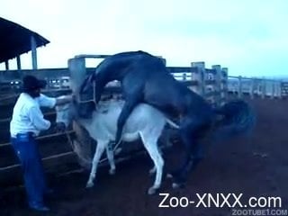 320px x 240px - Man stands near obedient donkey who is nailed by black stallion