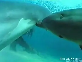 Hot video in which two pretty dolphins make love in the sea