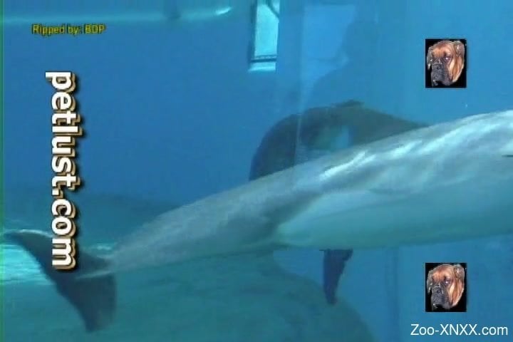 Dolphin Zoo Porn - Dolphin is getting very excited playing with ball - Zoo-XNXX.com