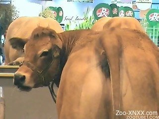 Cow is so horny waiting for cock to bonk its vagina