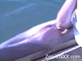 Dolphin gets sexual pleasure because of woman's tender ...