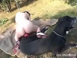 Bestiality brunette took dog to picnic for sex
