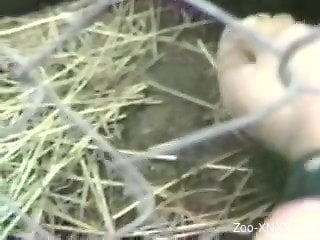 Chick entices animal through grid and wants it to fuck her