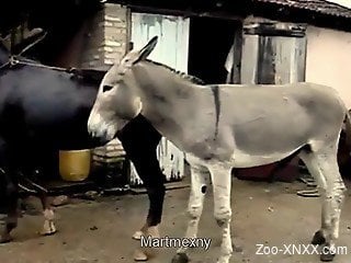 Donkey got brazen enough to do it with mare