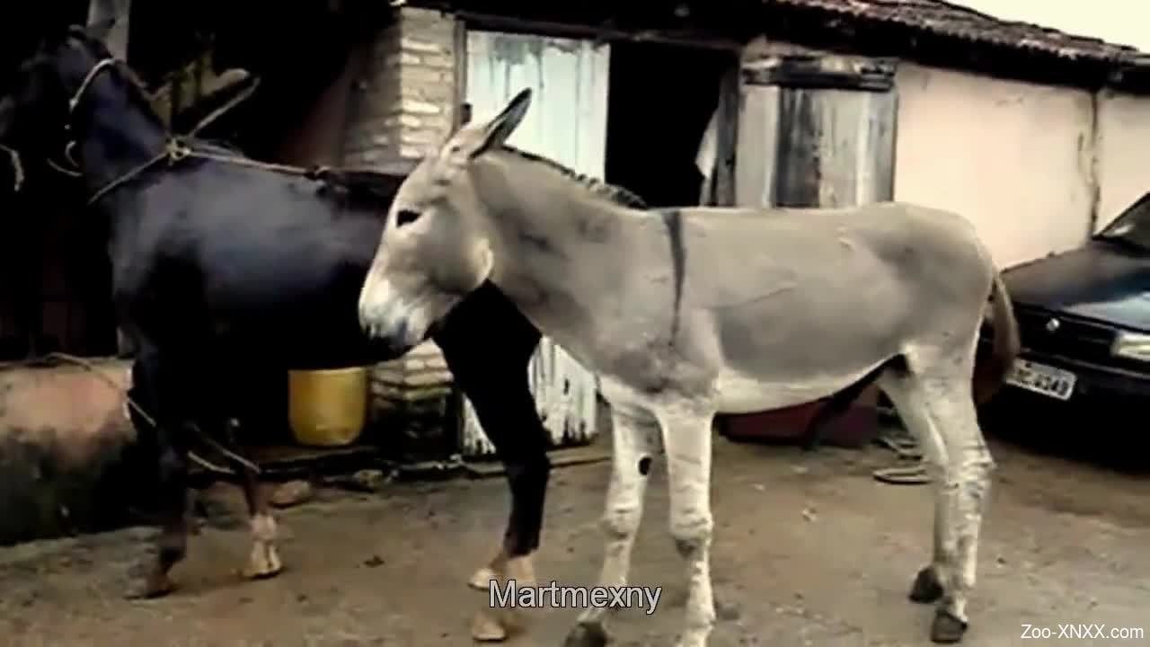 Donkey got brazen enough to do it with mare - Zoo-XNXX.com