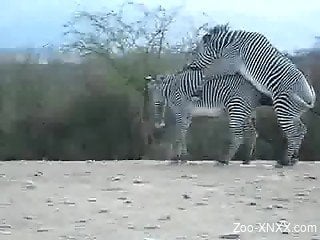 Zebras fucking in the wild while horny zoophilia lover taping ...
