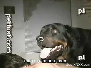 Top scenes of amateur zoophilia with a dog fucking a woman