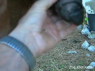 Farmer with camera shows how big stallion's sausage looks like