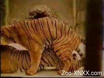 Tiger Fucks Girl - Two impressive tigers have a truly awesome and wild sex in the zoo