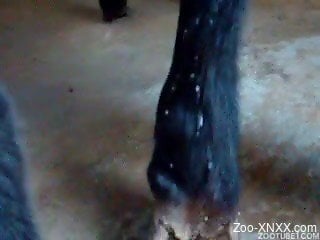 Black doggy with hard dick fucks a sensual zoophile in amateur...
