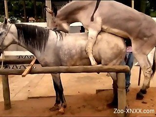 Horse Fuck Horse