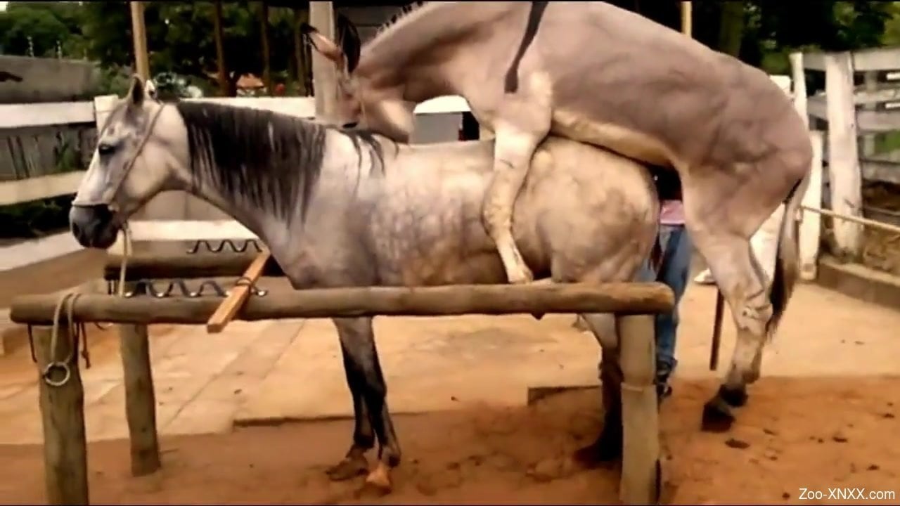 Horsexnxxvideo - Horse Fuck Horse