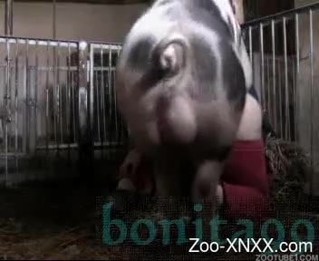 Pig Porn