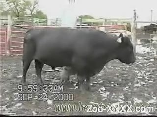 Ox Bul And Girl Sex Video - Bull Porn