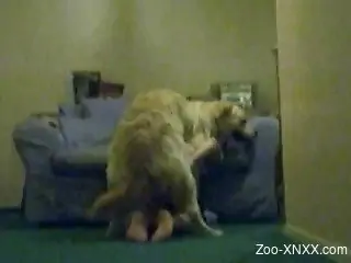 Mask-wearing kinky zoophile gets her pussy ruined by a dog