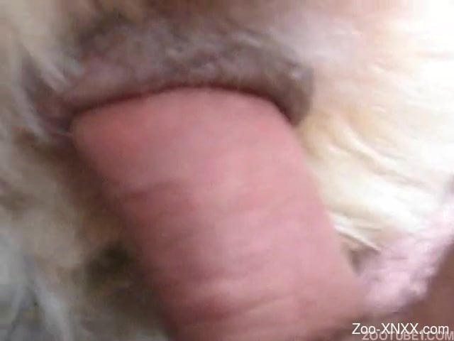 640px x 480px - Man fuck dog and creampie