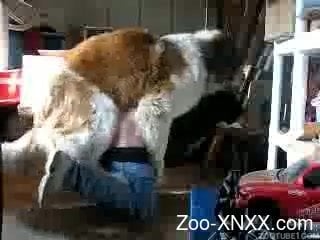Extreme doggy style sex with a dog recorded by a hidden cam