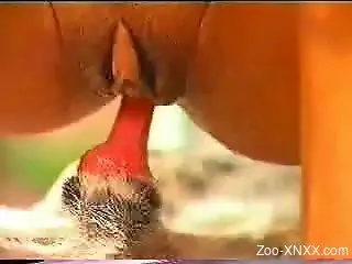 Tanned Latina goes out of her way to ride this animal's boner