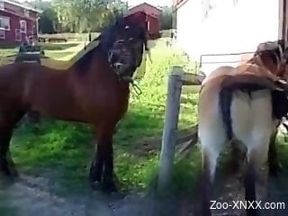 Two horses enjoying passionate fucking outdoors