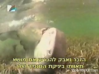 Educational/arousing subtitled video featuring aquatic animals