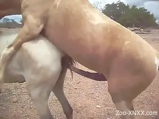 Two hung horses enjoying hardcore sex on camera