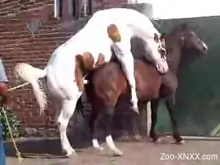 Two horses enjoy a hardcore romp by the gates