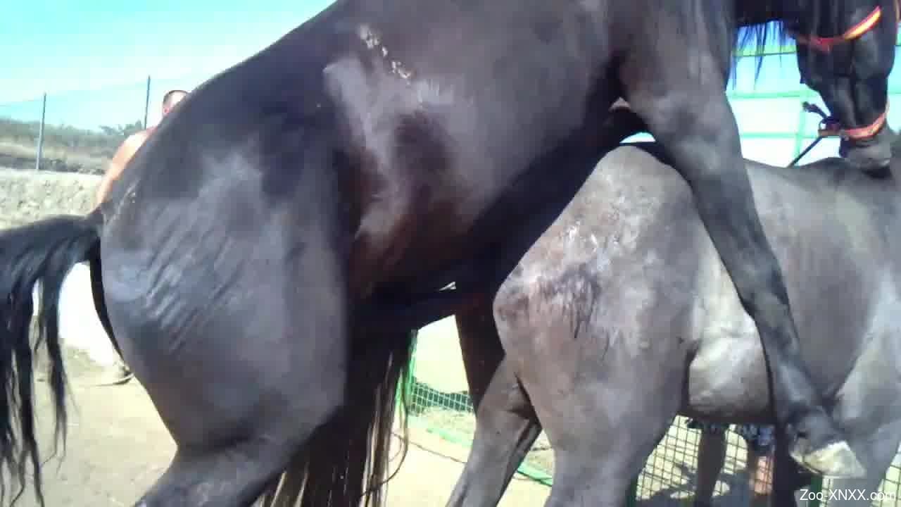 Xnxx Hors - Fat zoophile dude watches two horses fuck hard