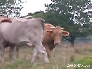 Outdoor fuck-fest with all sorts of different animals