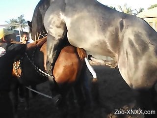 Two horses enjoy a passion session outdoors