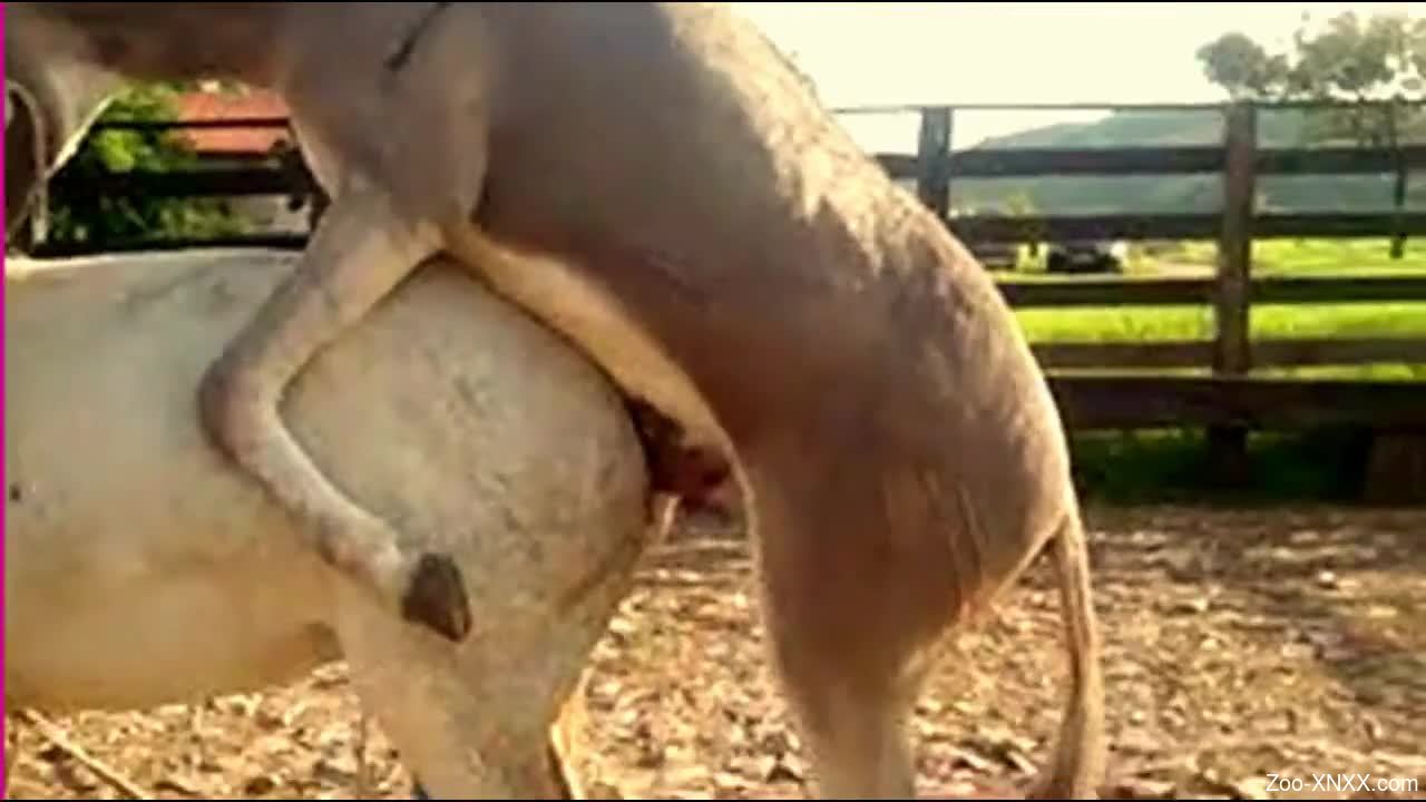 Compilation of hot fucking with various animals