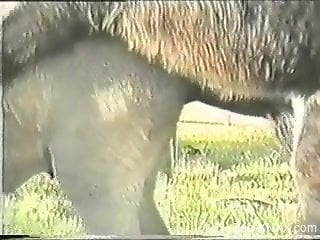 Two horses fucking like crazy for you to watch and enjoy