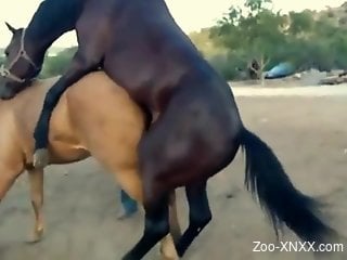 Brown horse sensually fucking a sexy mare from behind