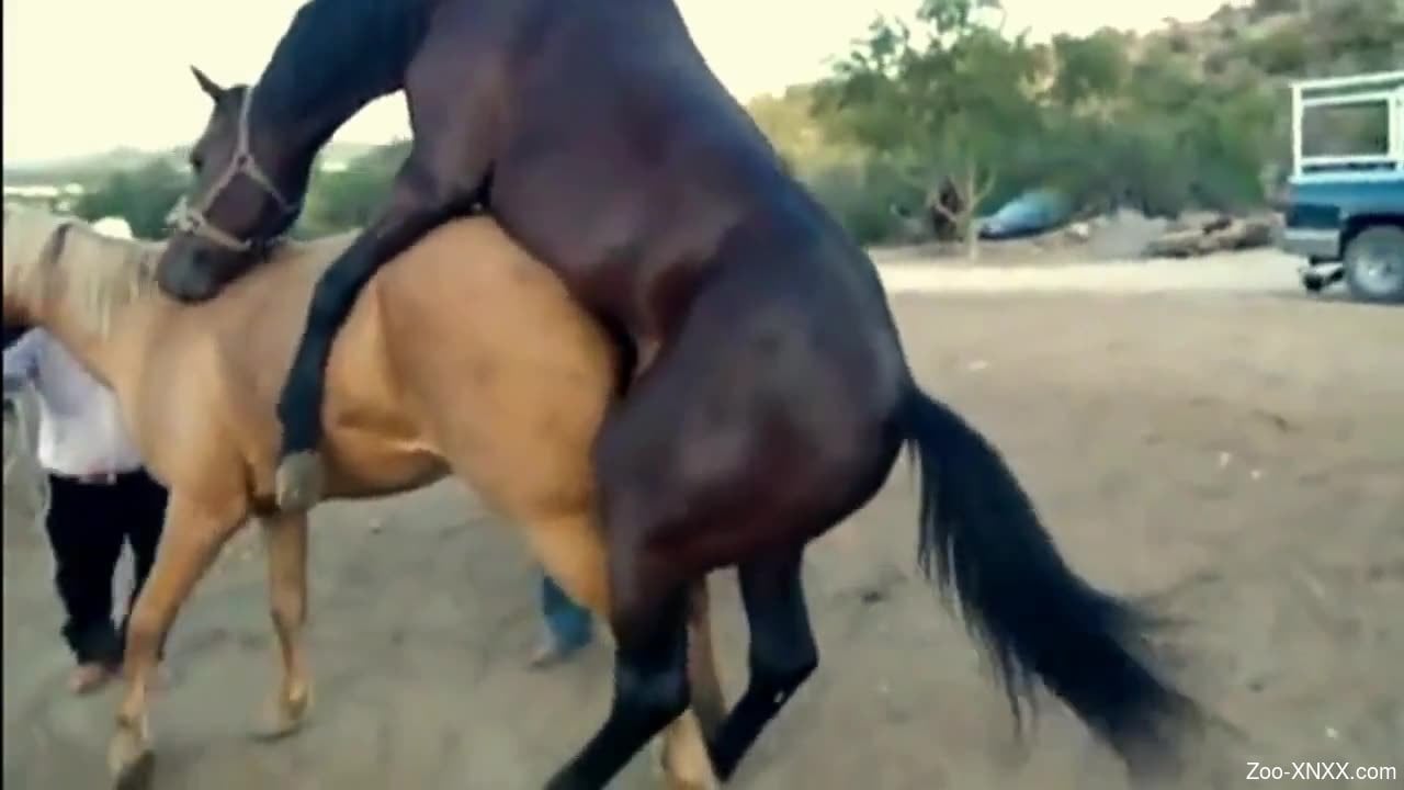 Hore Xxnx - Brown horse sensually fucking a sexy mare from behind
