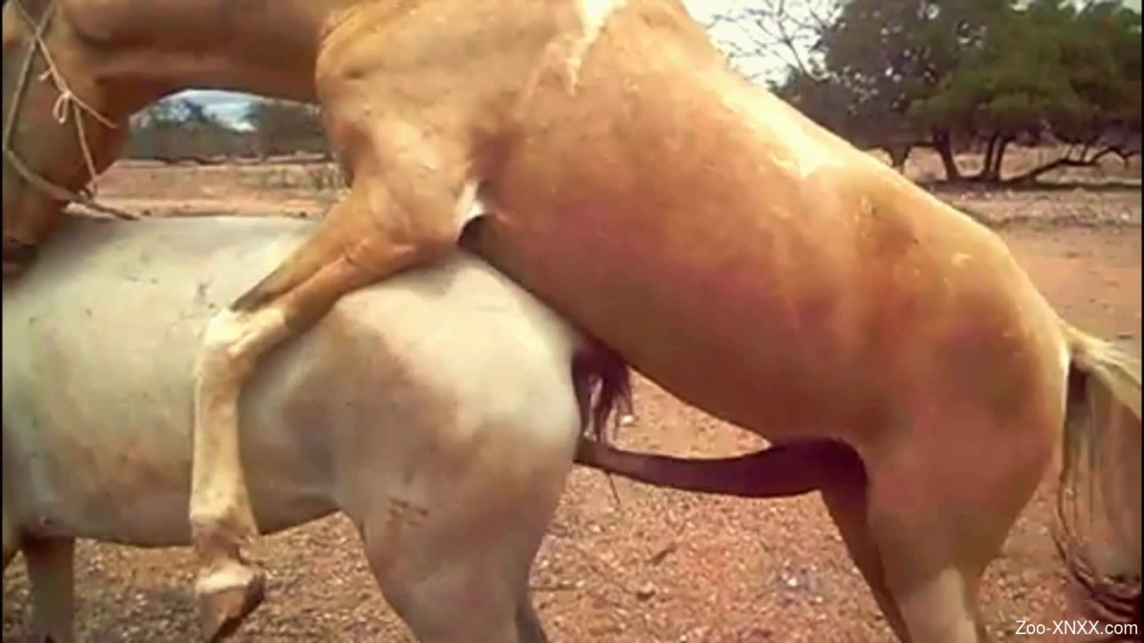 Animal mating xnxx