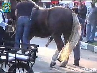 Amateur sure craves for this horse's giant cock