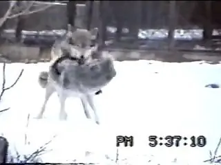 Guy at the zoo tapes two wolves fucking