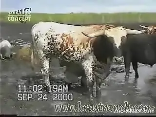Man feels aroused when seeing this bull's huge penis