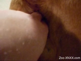 Amateur scenes of oral porn with animals for a horny dude