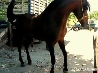 Horses fuck while animal porn lover sits and admire the view