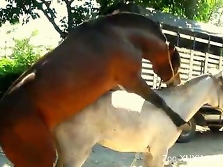 Horses fuck while animal porn lover sits and admire the view