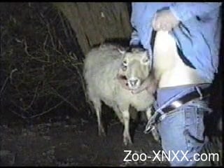 Sheep man fuck Amateur Guy