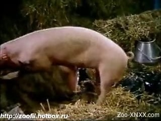 Pig fucks ass and pussy in zoophilia cam scenes