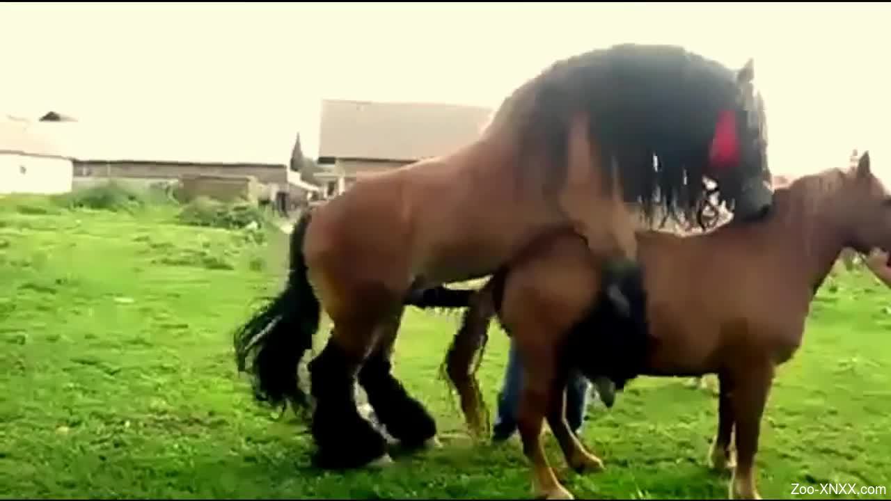 Horse To Man Fucking Sex Hd - Man tapes two horse fucking and that's making him horny