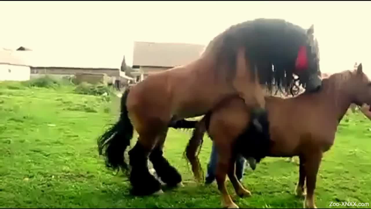 Man tapes two horse fucking and that's making him horny