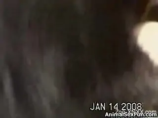 Hectic zoophile hardcore video with a horny dog