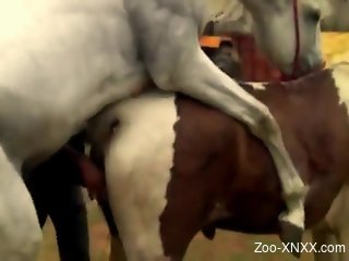 White stallion breeding a horny mare's tight pussy