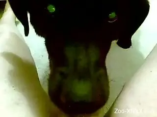 POV oral with an extremely sexy-looking black dog