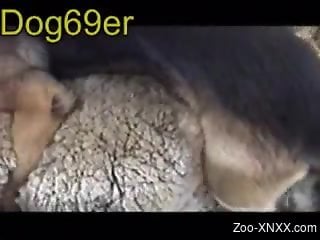 Dog with big balls talked into fucking a sheep