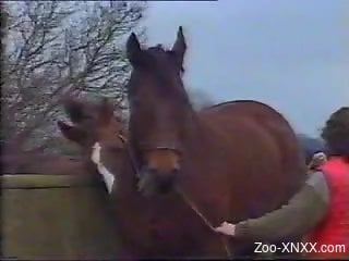 horse-fuck XNXX Videos